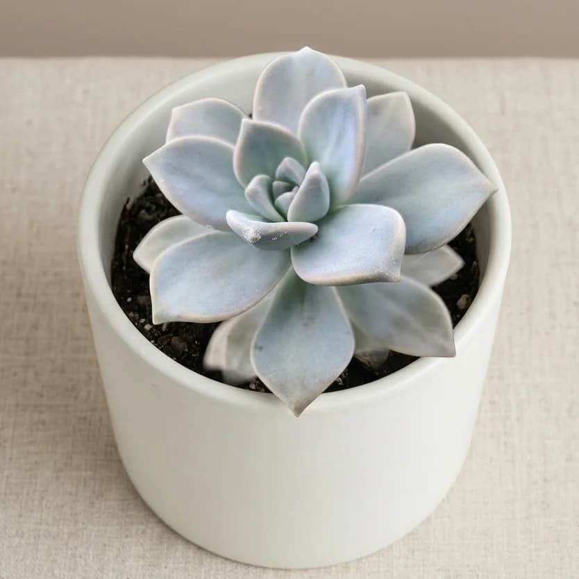Echeveria Ghost (E. lilacina × E. colorata) — Silver Lilac Hybrid Rosette