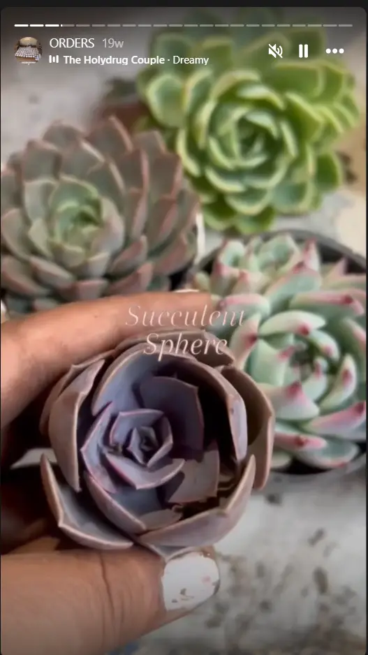 Succulent plant inspiration from Instagram post 5